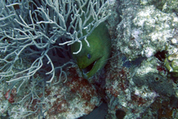 moray eel